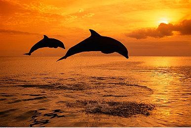 《女神异闻录：夜幕魅影》国际服6月26日发布 Steam和手机都能玩